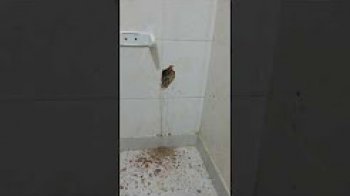 Banyonuzu yıkmadan kaçak su tespiti yapıyoruz.